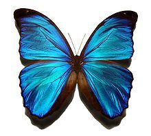 morpho_butterfly