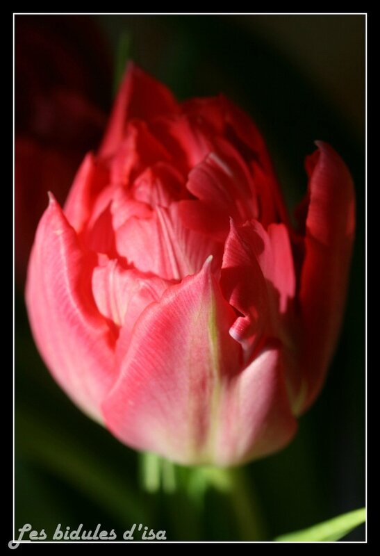 tulipeRose (2)