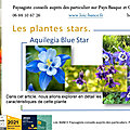 💐Aquilegia <b>Blue</b> Star par Paysagiste Pays Basque. Paysagiste Landes.