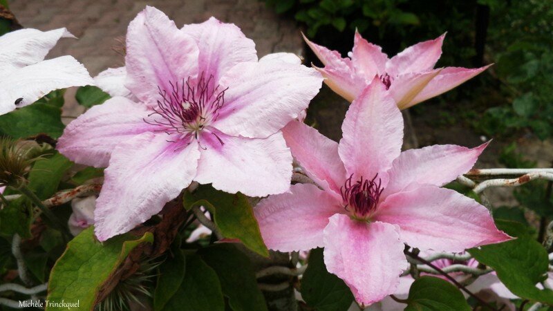 Capvern fleurs 17061614
