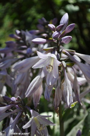Hostas_en_fleurs_2