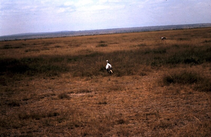 amboseli oiseaux i
