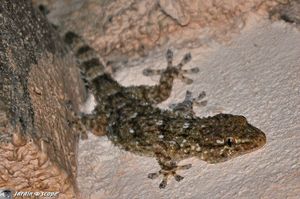 Gecko-verruqueux
