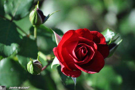 Rose_rouge_sp