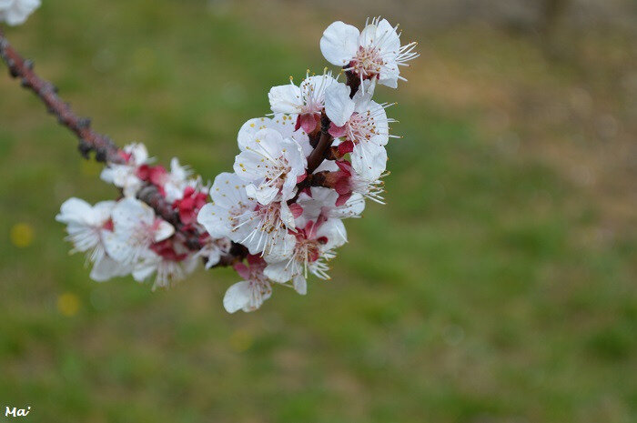 190310_verger_fleurs_2