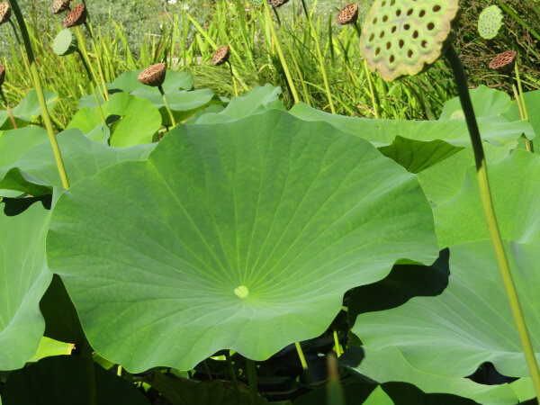 Feuille lotus