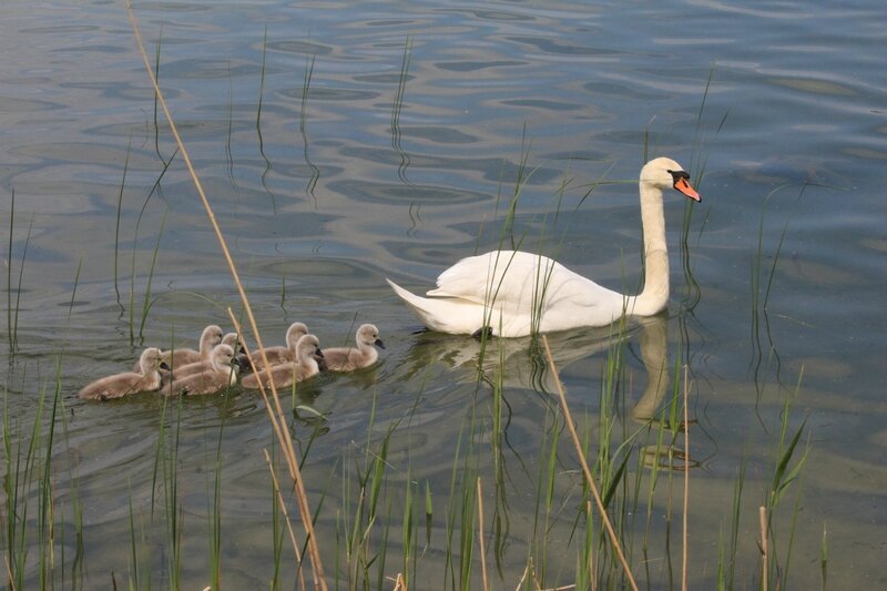 IMG_4315 - Copie