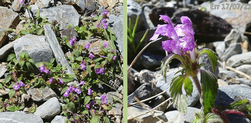 fleurs purpurines en verticilles multiflores