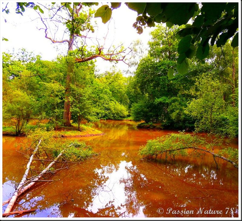 Un air d'Amazonie (21)