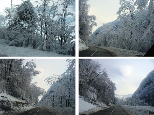 neige_arbres