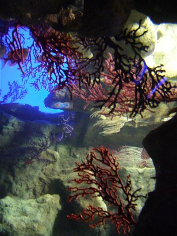 20juin2008 035