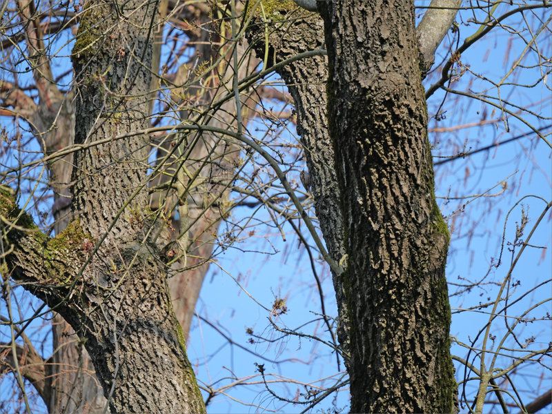 Oiseau grimpereau 040323 6 ym