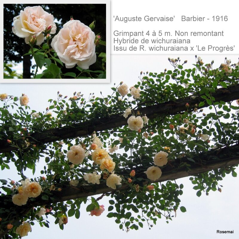 'Auguste Gervaise' - BARBIER (1916)