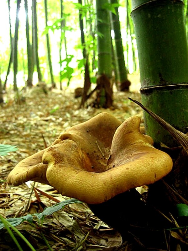 Paxillus bambusinus coll 