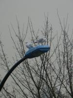 Mouettes