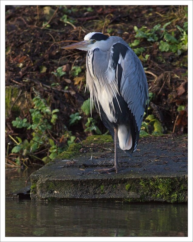 ville heron pensif 251213