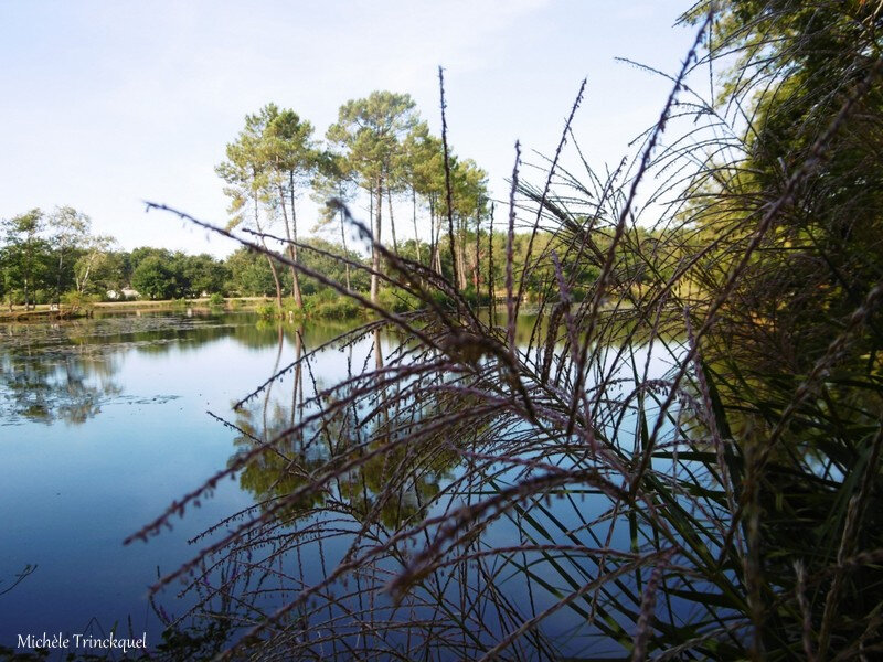 Etang de la Glacière 020918