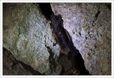 DSNE_chauve_souris__spot_1_coincee_230110