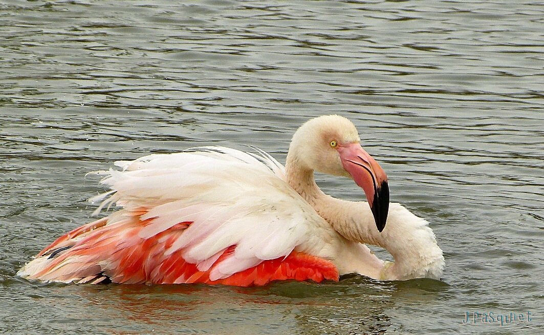 camargue-29mars14-F