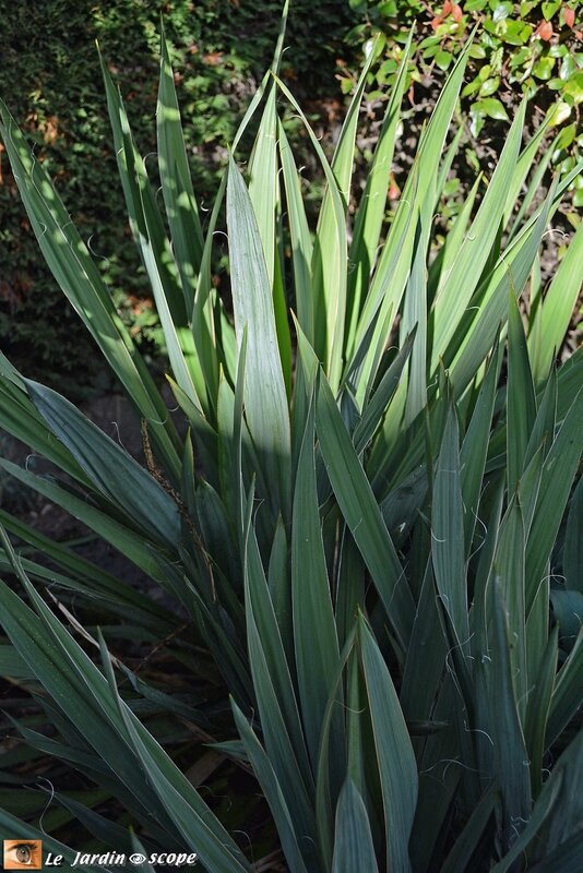 Yucca