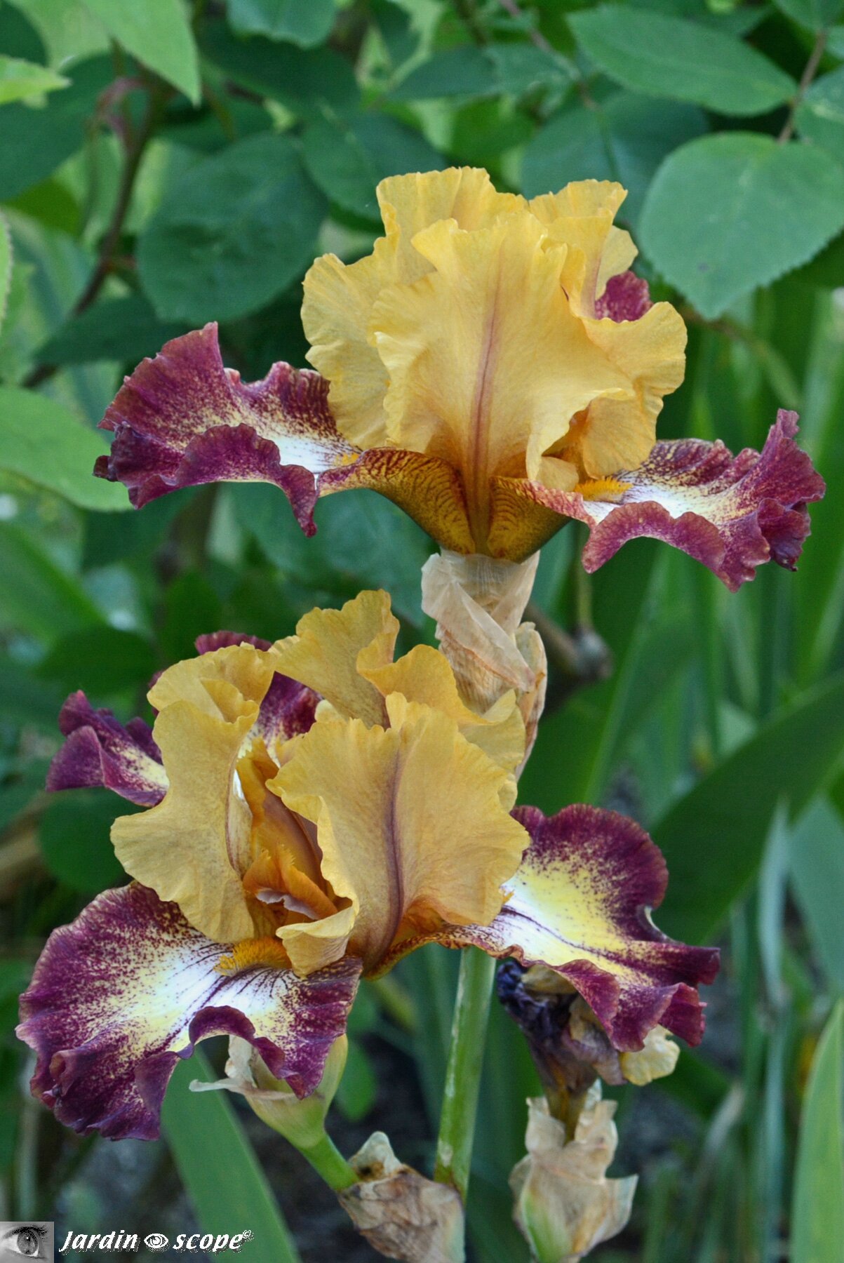 Iris-Flamenco