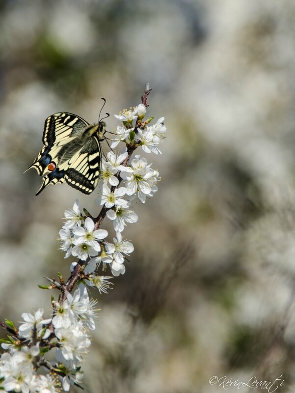 Machaon - Papilio machaon (1)