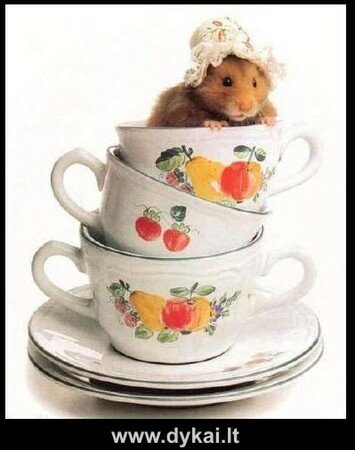 hamstercup