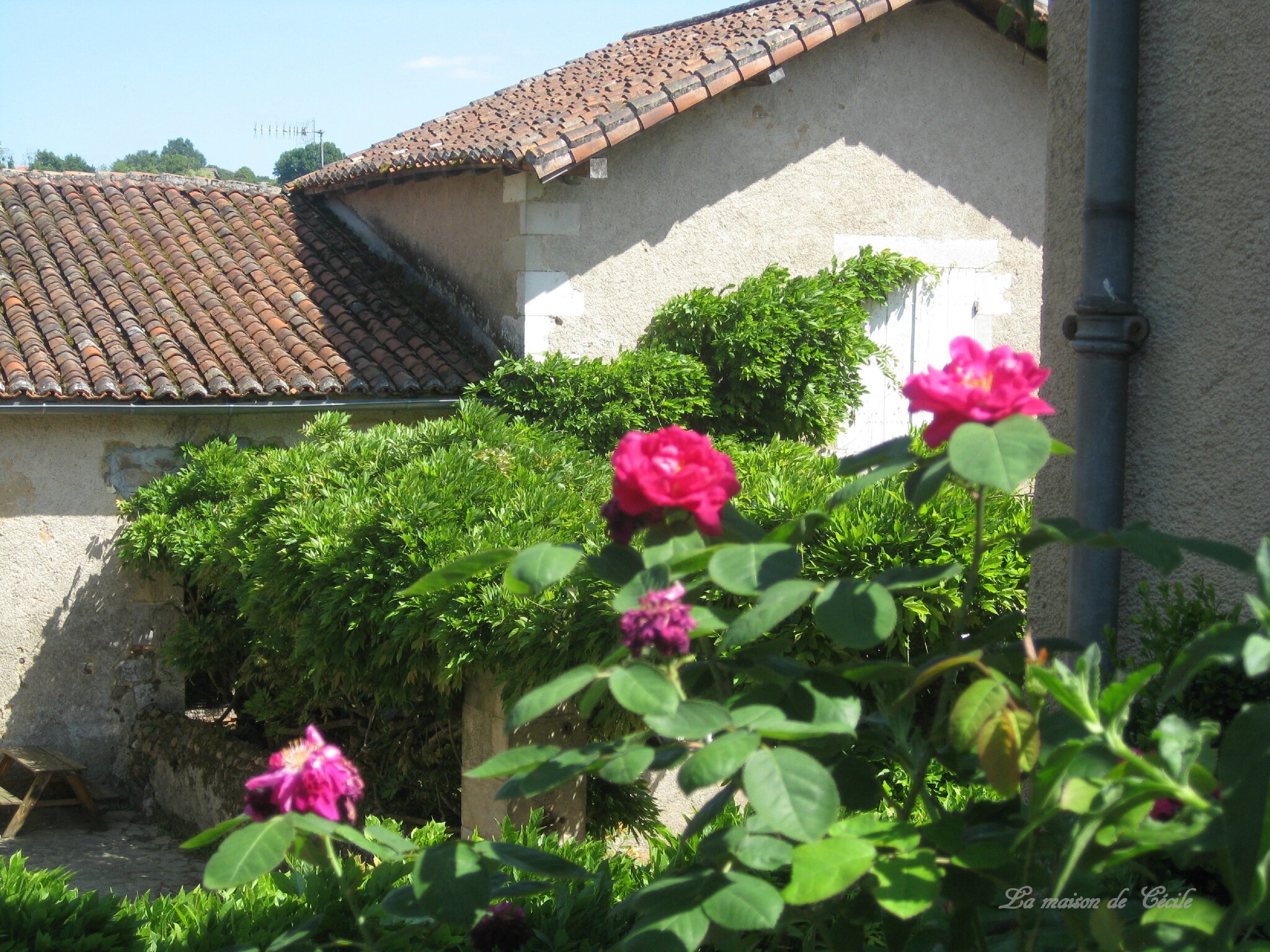 Rosier ancien