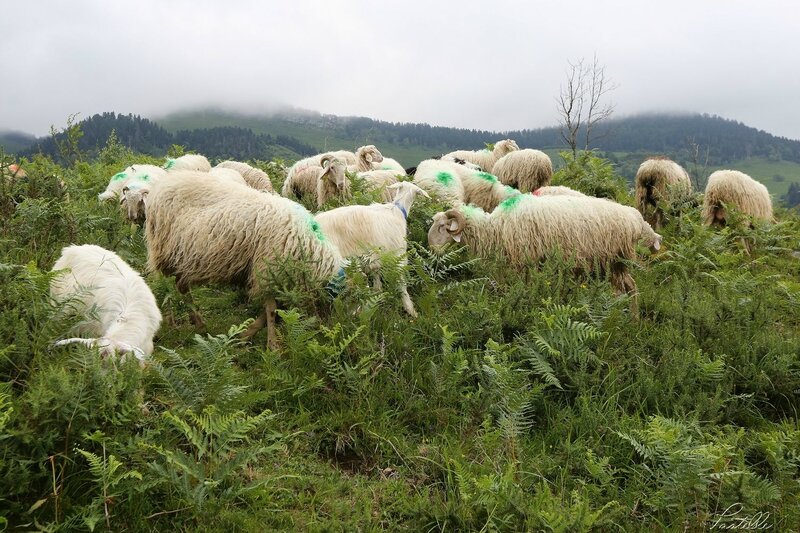 Transhumance_A99A4361