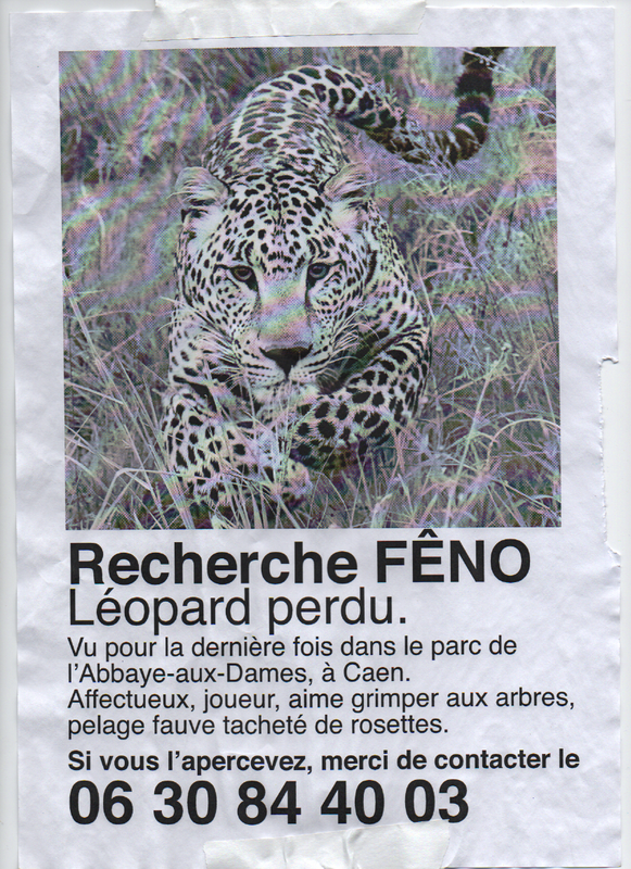 léopard fêno