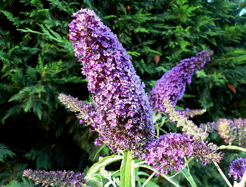 buddleia ou arbre aux papillons