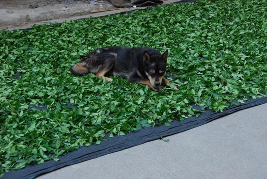 chien