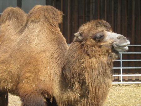 Chameaux recettes Rendez vous au paradis