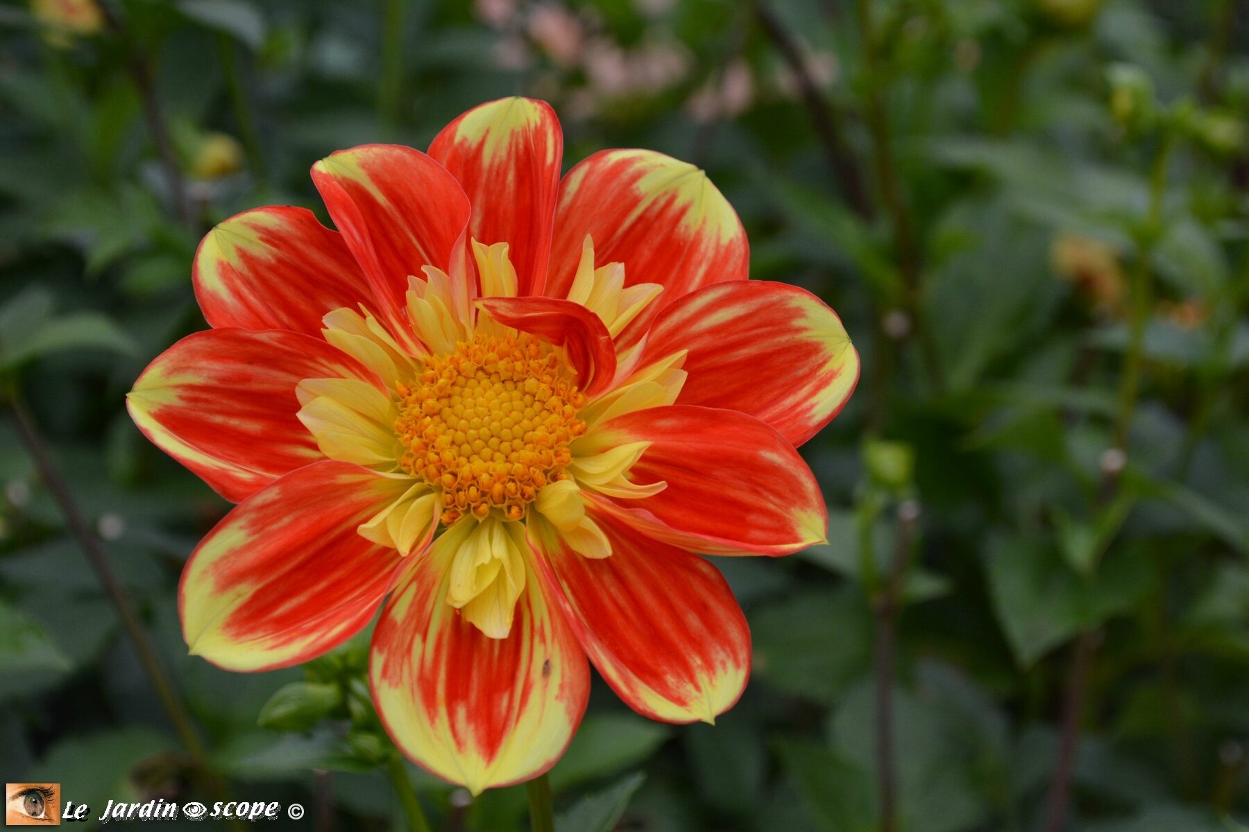 Dahlia-Séverine-de-Breuil