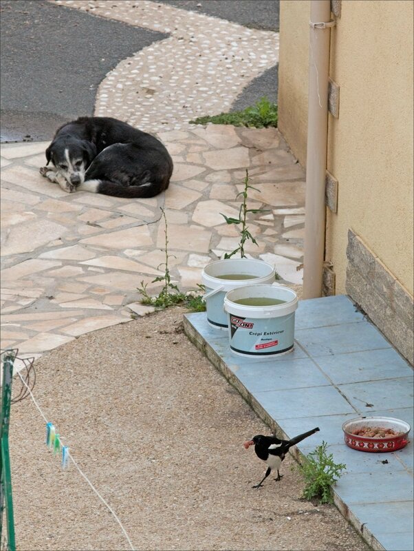 ville gamelle chiens oiseaux 020717 13