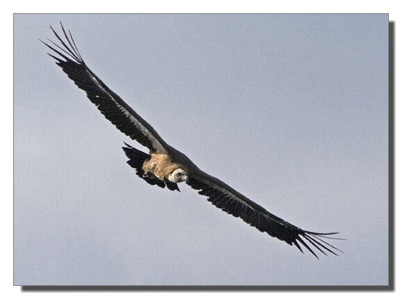 Guara Lecina vautour ciel gris100709