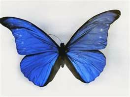 papillon