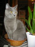 0612_chartreux_vitscha_orsbleus