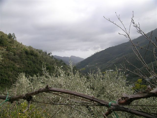 Dolceacqua Rosa 037
