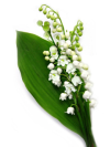 muguet15_tn_1_