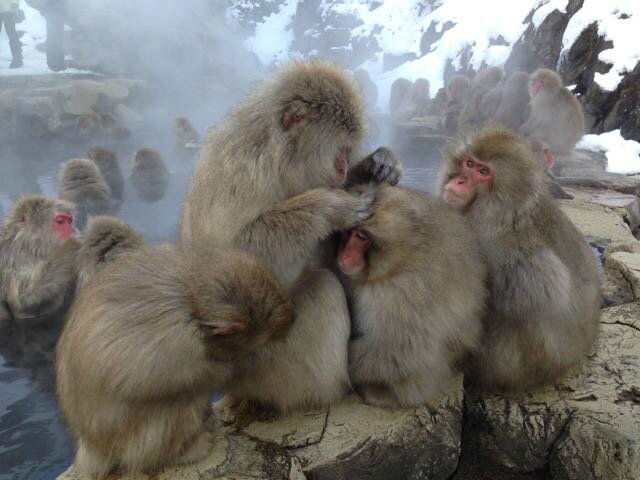 singes qui s'epouillent