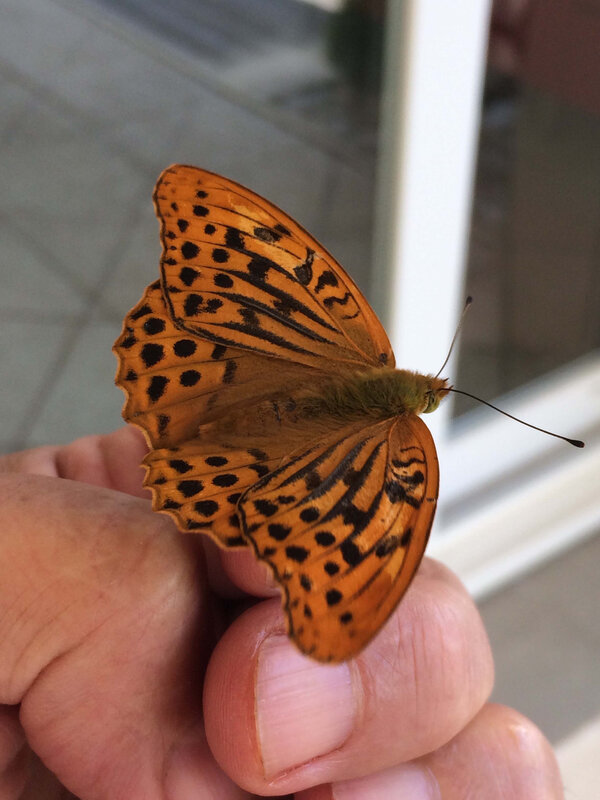 Papillon