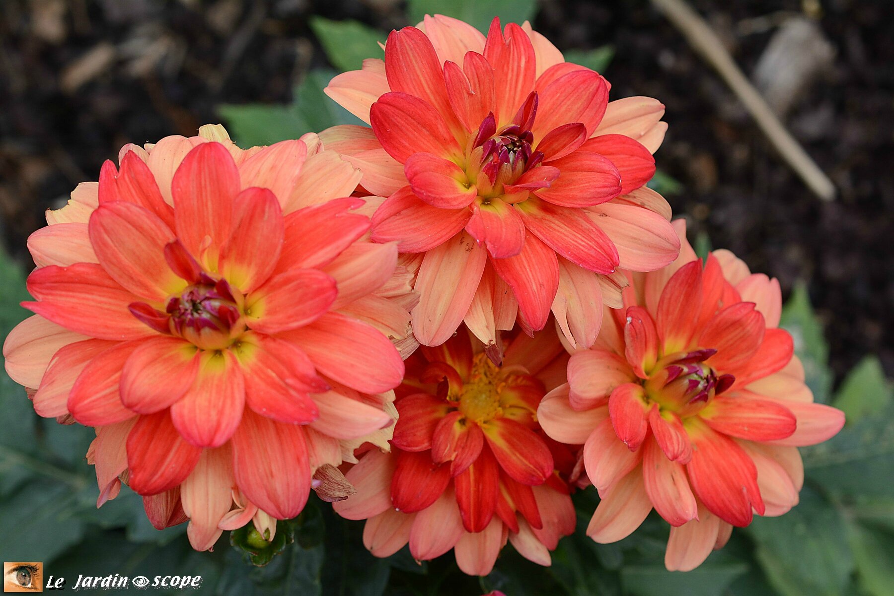 Dahlia 'Valentino'