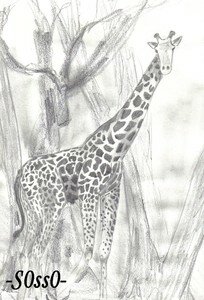 giraf