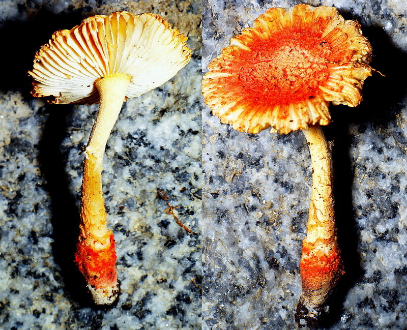 Amanita_rubrovolvata_88_08_04_1