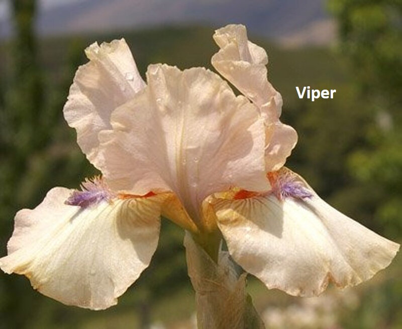 iris Viper