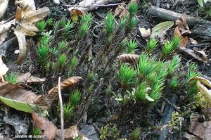 Polytrichum-commune