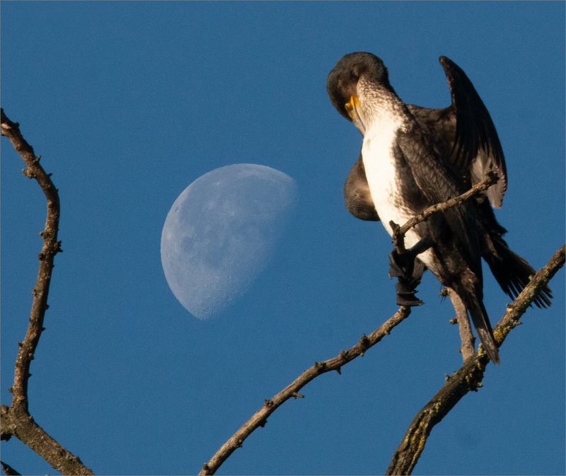 Oiseau cormoran montage lune 031223