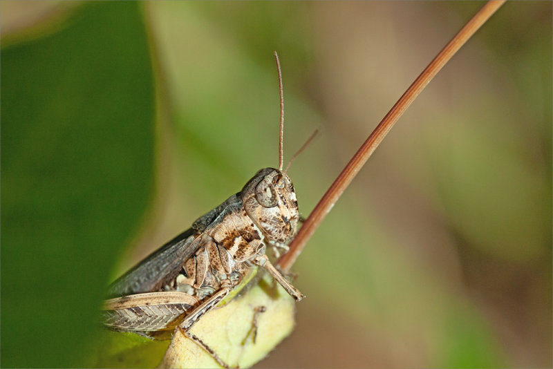 SM 050921 criquet ym 3