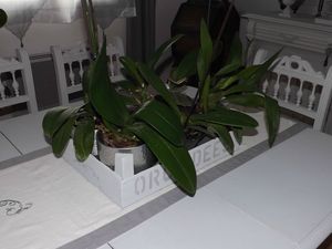 Cagette orchidées (10)